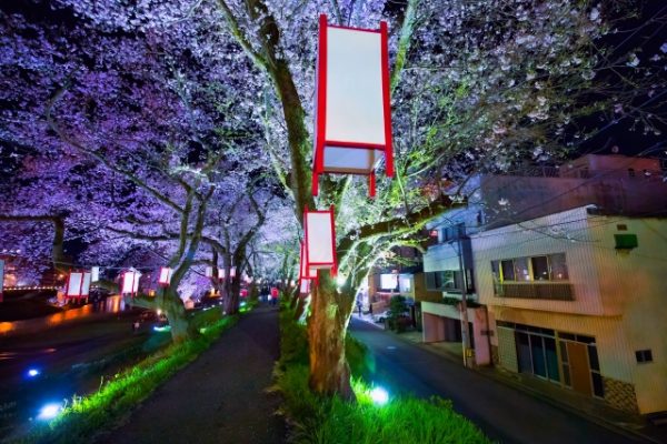 福井 足羽川の桜並木