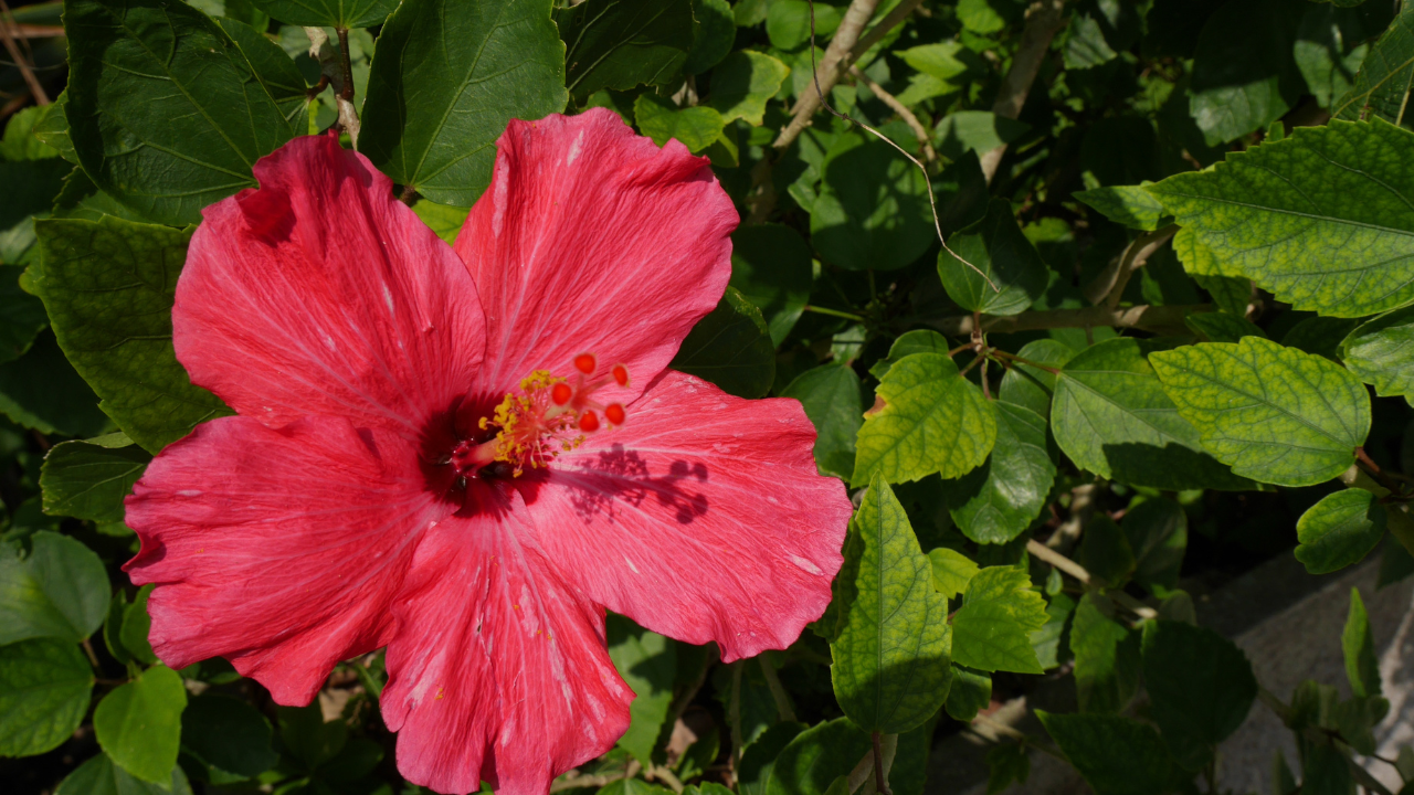 リゾートバイトは長期と短期どっちがいい?